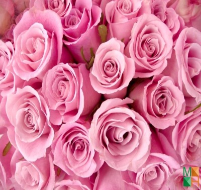 Tranh dán tường Hàn Quốc hoa hồng đẹp FW - 002